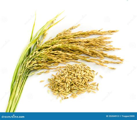 Rice Seed Royalty-Free Stock Image | CartoonDealer.com #62480950