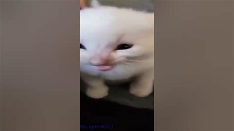Cute Things Exploding Cat 的图像结果