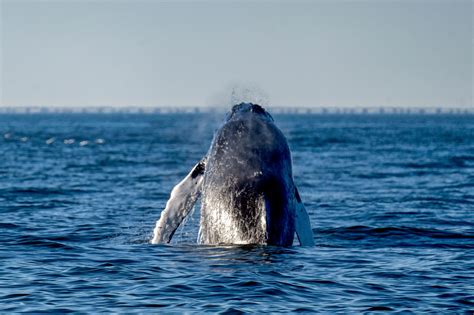 40. Whale Watching in Virginia Beach with Mike Mizell, Virginia ...