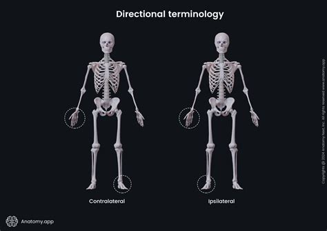 Anatomical terminology | Encyclopedia | Anatomy.app | Learn anatomy ...