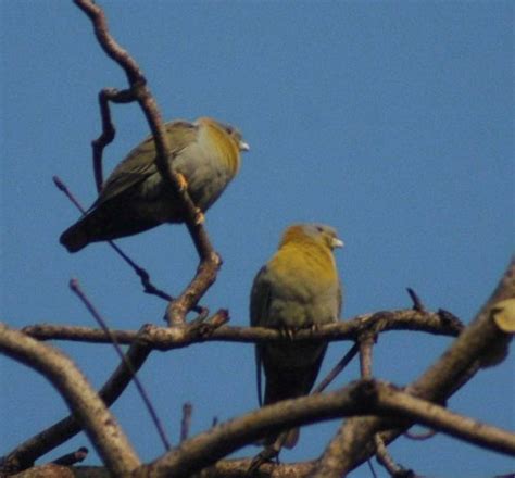birds of rajaji national park, bird watching in rajaji natioanl park