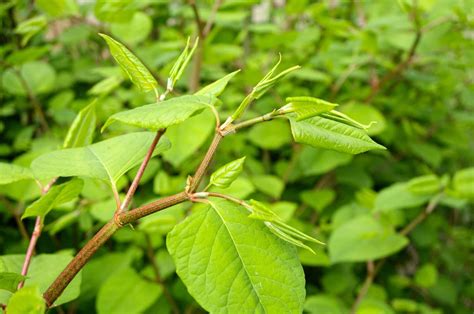Does Japanese Knotweed Have Yellow Flowers at Peggy Bradley blog