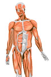 Image result for How Muscles Work Video