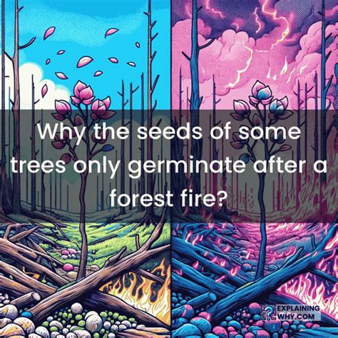 Image result for Process of Evolution Animation