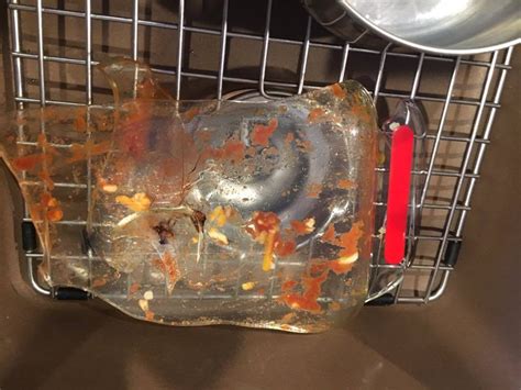 Exploding Pyrex 的图像结果