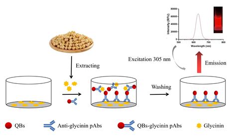 Quantum Dot Nanobead-Based Fluorescence-Linked Immunosorbent Assay for ...