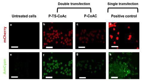 Co-Delivery of mRNA and pDNA Using Thermally Stabilized Coacervate ...