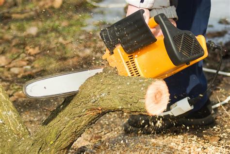 Tree Pruning Service | Branch Cutting | Scarborough