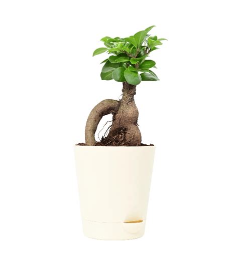 Ficus Bonsai Plant with Self Watering Pot — Plan A Plant