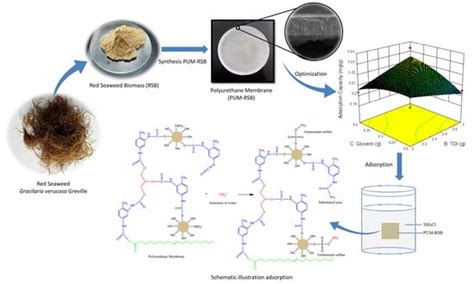 Red Seaweed (Gracilaria verrucosa Greville) Based Polyurethane as ...