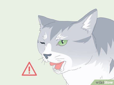 Image result for How to Help a Panting Cat