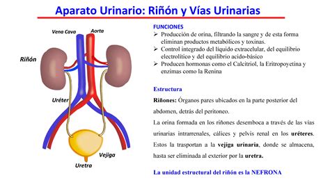 Riñón y Estructura de la Nefrona. Descripción en imágenes - Nefrología ...