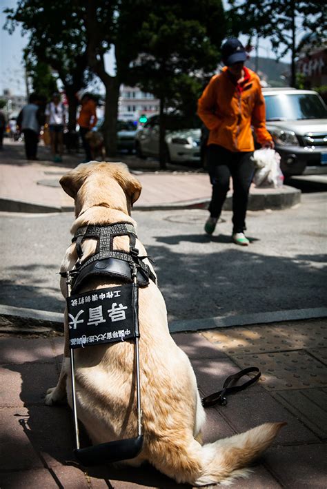 中国“导盲犬小Q”的养成日志|界面新闻 · 图片