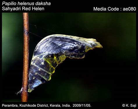 Papilio helenus | Butterfly