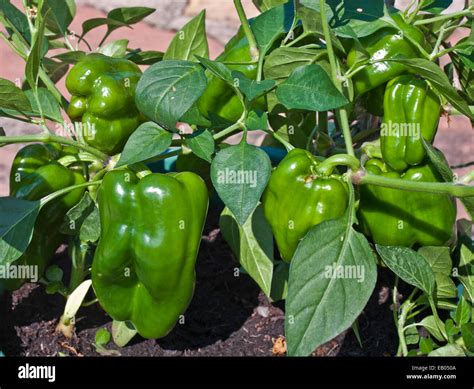 Bell pepper plants hi-res stock photography and images - Alamy