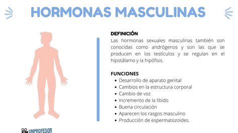 Cuáles son las HORMONAS masculinas y su función