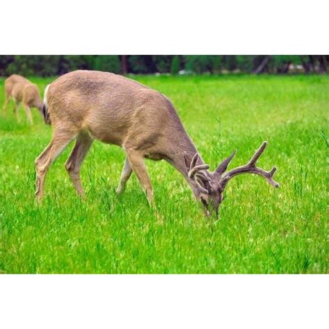 OrOlam 1 Lb Food Plot Mix Wild Game Soybean Sorghum Millet India | Ubuy