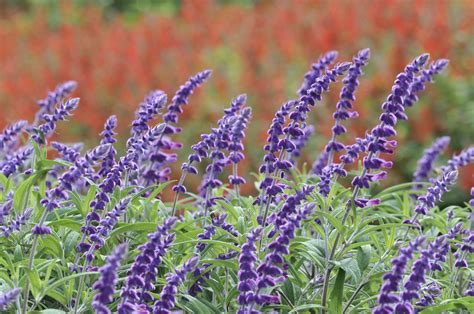 Sage Plant Yellowing at Bridget Leavy blog