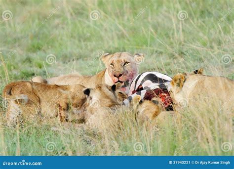 A Group of Lions Eating Zebra Stock Image - Image of carnivora ...