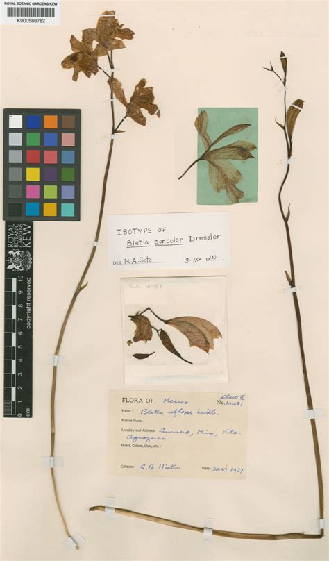 Bletia concolor Dressler | Plants of the World Online | Kew Science