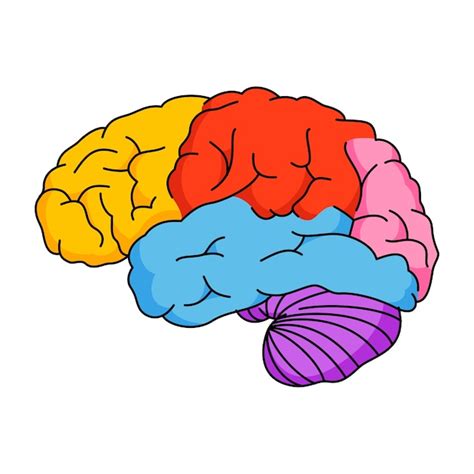 Cerveau Png PSD, modèles PSD gratuits de haute qualité à télécharger ...