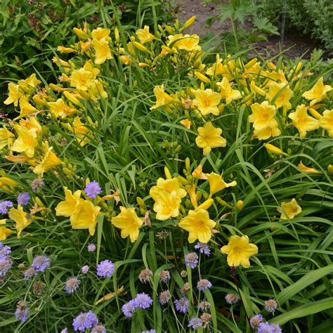 Hemerocallis-Daylily 'Happy Returns' for sale | Shop Stuart's – Stuart ...