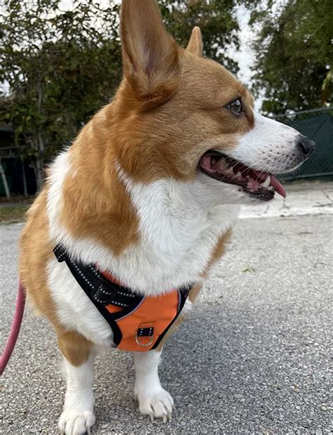 Buy Customized Dog Chest Belt & Leash Online For Small Puppies