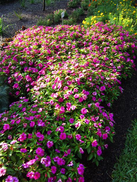 New Guinea Impatiens - Miss Smarty Plants