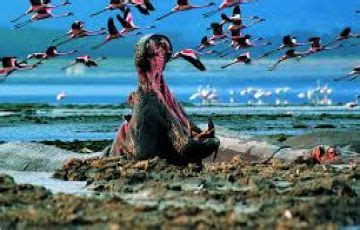 Pleasurable 7 Days Nairobi to Lake Nakuru Nature Trip Package | Nairobi ...