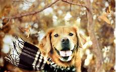 Fall Backgrounds Dogs by Dogs The Fall Wallpapers Hd Desktop And Mobile Fall Backgrounds Dogs