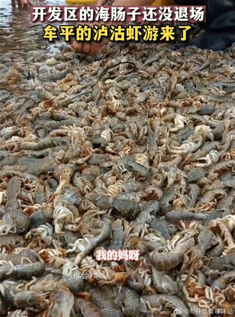 烟台海边出现大量泸沽虾 有人捡了十几桶：这假期太充实--快科技--科技改变未来