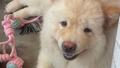 CHOW Q CAFE (2026) All You Need to Know BEFORE You Go (with Photos ...