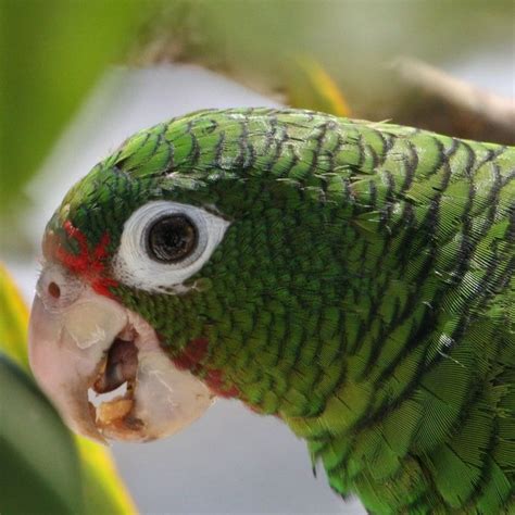Puerto Rico Rainforest Animals