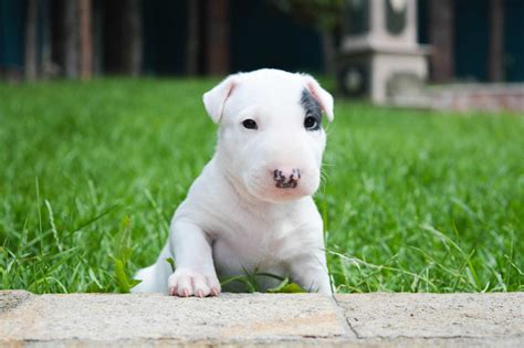 What Breed Dog Was Spuds Mackenzie at Jennifer Colbert blog