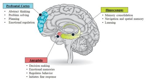 Inchinn Amygdala Hippocampus