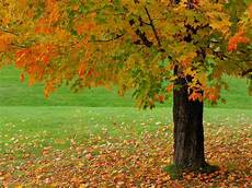 Autumn Season Background by Beautiful Autumn Season Wallpapers Hd Wallpapers Autumn Season Background