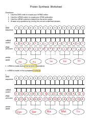 Image result for Protein Synthesis Practice Sheet the Genetic Code