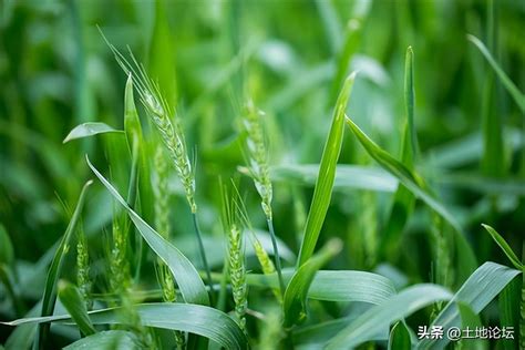 小麦质量快速鉴定的7个方法_新闻资讯_粮食银行