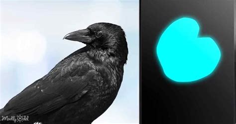 Intelligent Crows 的图像结果