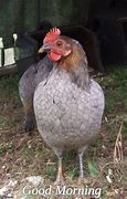 Image result for Good Morning with Chickens