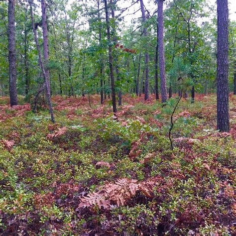 PINE BARRENS' WHARTON STATE FOREST (2025) All You Need to Know BEFORE ...