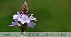 fiori di bach menopausa fiori di bach in menopausa alleviare i sintomi con le fiori di bach menopausa fiori di bach in menopausa alleviare i sintomi con le