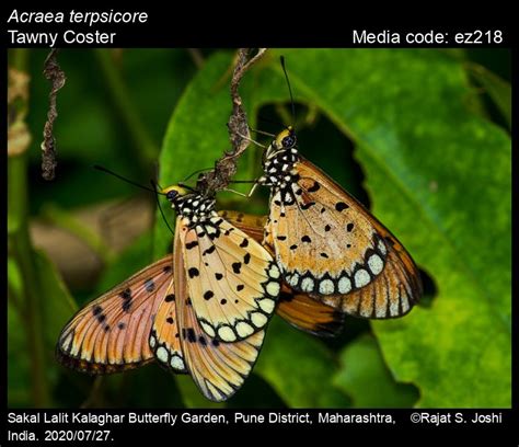 Acraea terpsicore | Butterfly