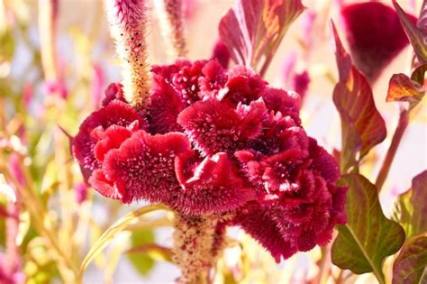 Celosia Bloem Afbeeldingen - Gratis downloaden op Freepik