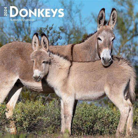 Donkeys | 2024 12x24" (Hanging) Monthly Square Wall Calendar | BrownTrout - Walmart.com