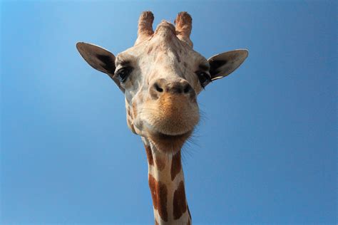 图片素材 : 野生动物, 哺乳动物, 动物群, 长颈鹿, 脊椎动物, giraffidae 4500x3000 - - 938429 - 素材 ...