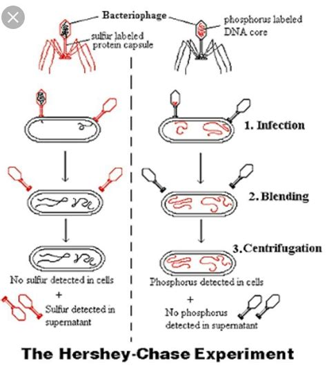 Which of the following is correct about the Hershey-Chase experiment? A ...