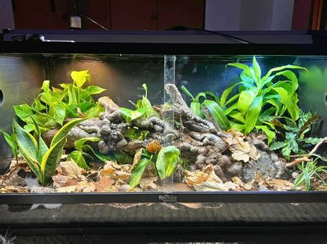 Natural Looking Ball Python Enclosures 的图像结果