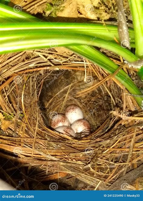 Wren Bird Nest And Eggs at Petra Webster blog