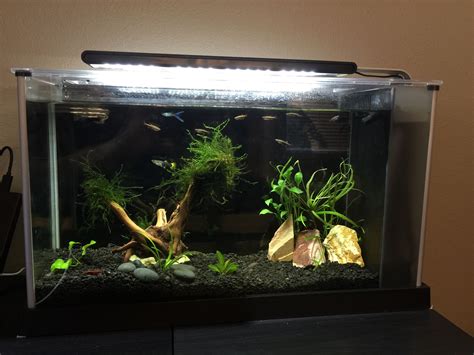 5 Gallon Planted Fish Tank
